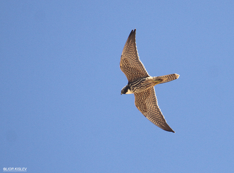 Eurasian Hobby  Falco subbuteo  , Netanya ,September 2012 Lior Kislev